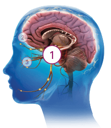 Image of human brain with number 1 indicator circle