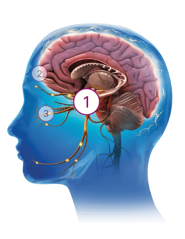 Image of human brain with number 1 indicator circle