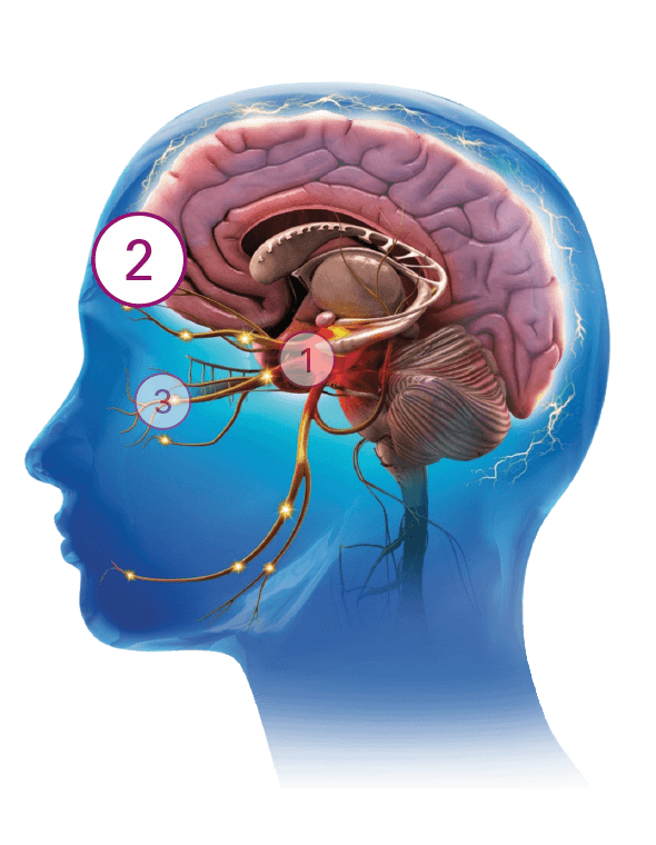 Image of human brain with number 2 indicator circle