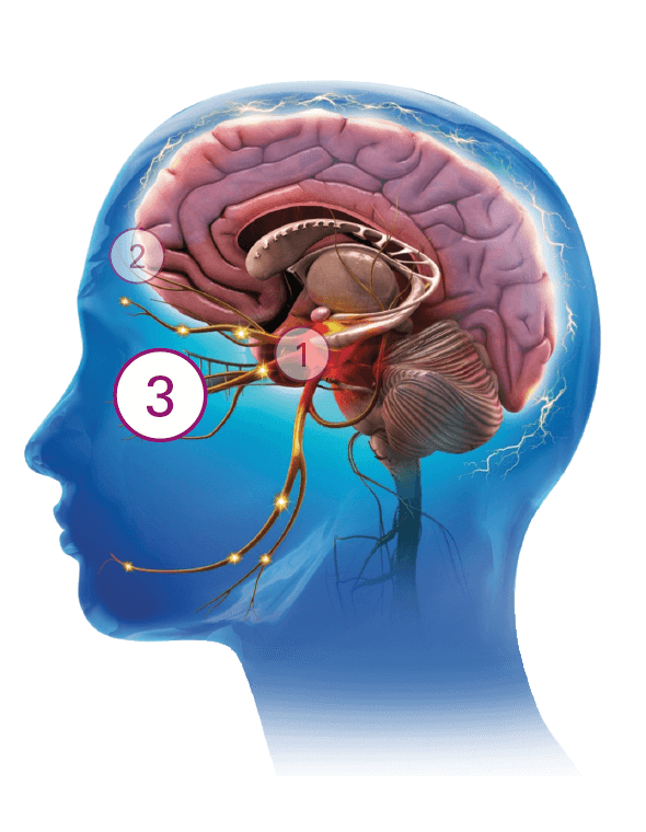 Image of human brain with number 3 indicator circle